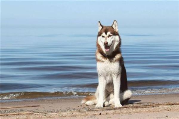 世界十大中型犬排名：金毛犬排第四，第一名是哈士奇 