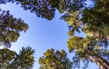 你见过世界上最高的树吗？‖美国加州红杉树‖巨树国家公园