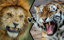 老虎vs狮子，当森林之王遇到草原之王，谁才是真正的猫科一哥呢？