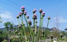 青岛常见野生菊科植物46种