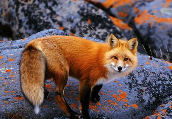 世界上最大的狐狸 赤狐(颜色不同) 