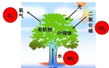 植物为什么也需要空气？植物离不开空气的原因