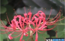 世界上十大不吉利花 彼岸花是冥界唯一的花(有花无叶)