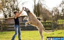 世界上尾巴最长的狗爱尔兰猎狼犬尾巴长76.8cm(体型庞大)