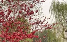 粉黛济南——正值花神节百花生日，送给百花与花