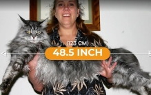 吉尼斯世界纪录最长的猫