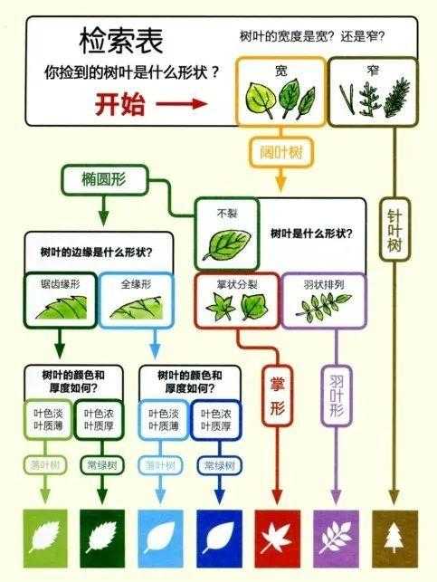 你观察过植物的叶片吗？树叶的形状和颜色里有这些学问→ 