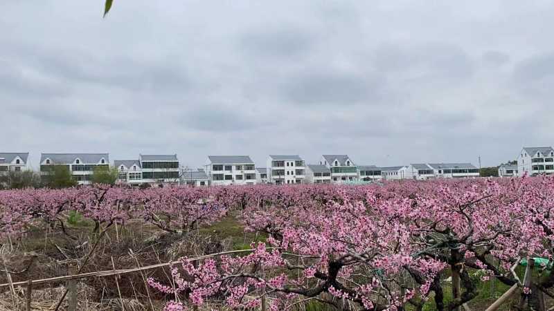 这个桃花源里的论坛“秀”出上海乡村振兴的新时代图景 