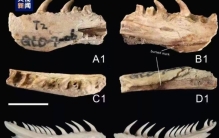 广西左江流域发现大型史前蛇类遗存 当地猎食蛇类史或达6000年