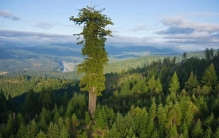 世界上最高的树：Hyperion（亥伯龙神）