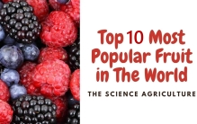 你爱吃水果吗？看看世界上最受欢迎的10种水果是什么。
