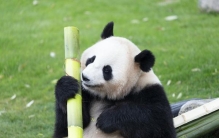 为何它只吃竹子不吃肉？揭秘大熊猫的“前世今生”