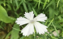 我的花草日记——那些耐寒皮实又耐践踏的开花地被您会选择谁？