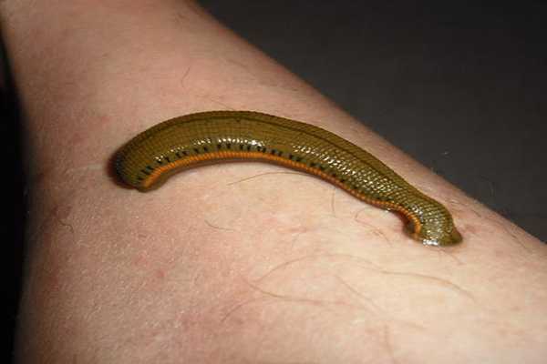 蚰蜒第一个上榜的毒虫的是蚰蜒,俗名叫做千足虫,它有着许多的脚