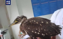 “世界上最神秘的鸟”海南鳽在广西田林获救