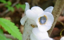 柳州发现罕见植物“冥界之花”，无枝无叶无根，洁白如玉无叶绿素