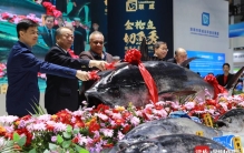 国内展史之最！400公斤超高人气野生蓝鳍金枪鱼王“开鱼”​