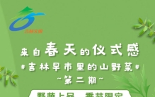 吉林早市常见的16种山野菜，小伙伴们吃过几种？（第二期）