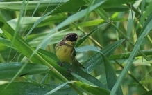 北京成为世界生物多样性最丰富的大都市之一