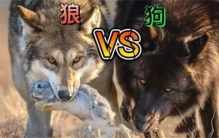 如今最厉害的猛犬能不能单挑北美灰狼？为什么？