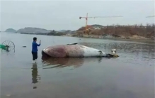 大连出现死鲸，严禁百姓靠近，鲸爆的危害究竟有多大