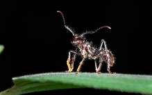 “世界上最能制造痛苦的昆虫”被发现以独特的方式瞄准神经