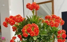 “6种”漂亮花，很容易繁殖，不花钱就能养，阳台全是它，不停长