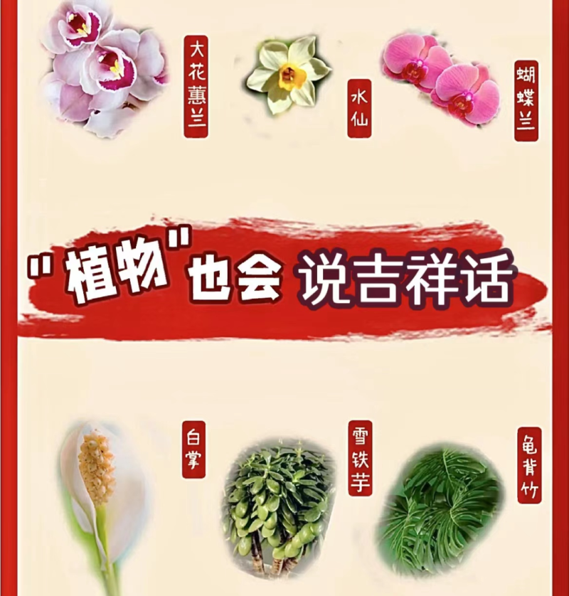 6种“好运连连”花，最适合养在客厅，叶片茂盛，好运不断！ 