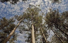 世界上生长速度最快的树