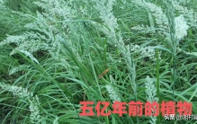 湖南发现最原始植物草地早熟禾