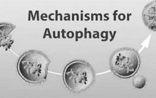 一餐可延长寿命21年  美国卫生研究院  细胞自噬迎来更新机会