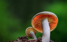 蘑菇也能信息联网！科学家研究发现，真菌间可以用电信号交谈？