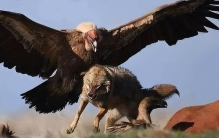 世界上最凶猛的10种鸟，金雕到底有多厉害？猎杀野狼轻而易举？