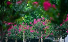 美美美！紫薇花开，夏日浪漫来袭～