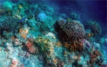 海洋深处发现一亿年前微生物对寿命的认知被打破？