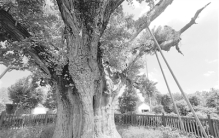 “亳州第一树”，穿越1500多年的不朽传奇