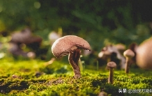 万物科普：地球上最古老的植物-约4亿年前的蘑菇