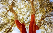 万物科普：地球上最古老的植物-1.5亿年前的软木树