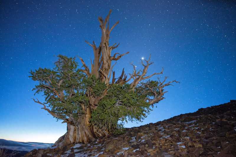 世界十大名树木排名，其中二棵位于我国 