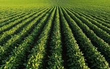 世界最高亩产大豆诞生，美国农场主揭秘他的种植秘诀
