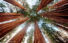 世界上最高的10棵树第二名