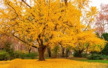 中国十大千年古银杏树，国内银杏树树龄排名