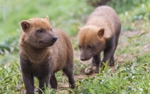 世上最凶残的7种“野犬”  狮子不敢招惹的野兽  你知道是哪些不