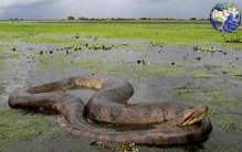 世界最大的蛇：排名第一重量高达1000公斤，鳄鱼在它眼里就是零食
