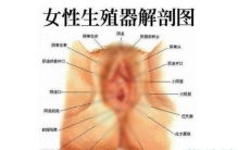 女人生殖器大揭秘，不同种族生殖器竟然不同（最美生殖器标准） ... ...