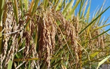 亩产1251.5公斤！袁隆平“超级稻”创世界纪录