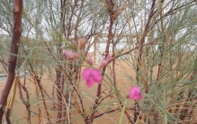 生长在沙漠的花：漂亮又迷人的花棒（最长可活70年）