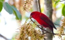 我国十种红色小鸟  最为喜庆的十大鸟类
