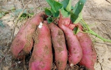 惊！农妇挖出40斤巨型红薯，打破世界纪录！