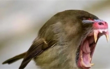 揭秘：为何鸟类与牙齿无缘 引发你意想不到的答案